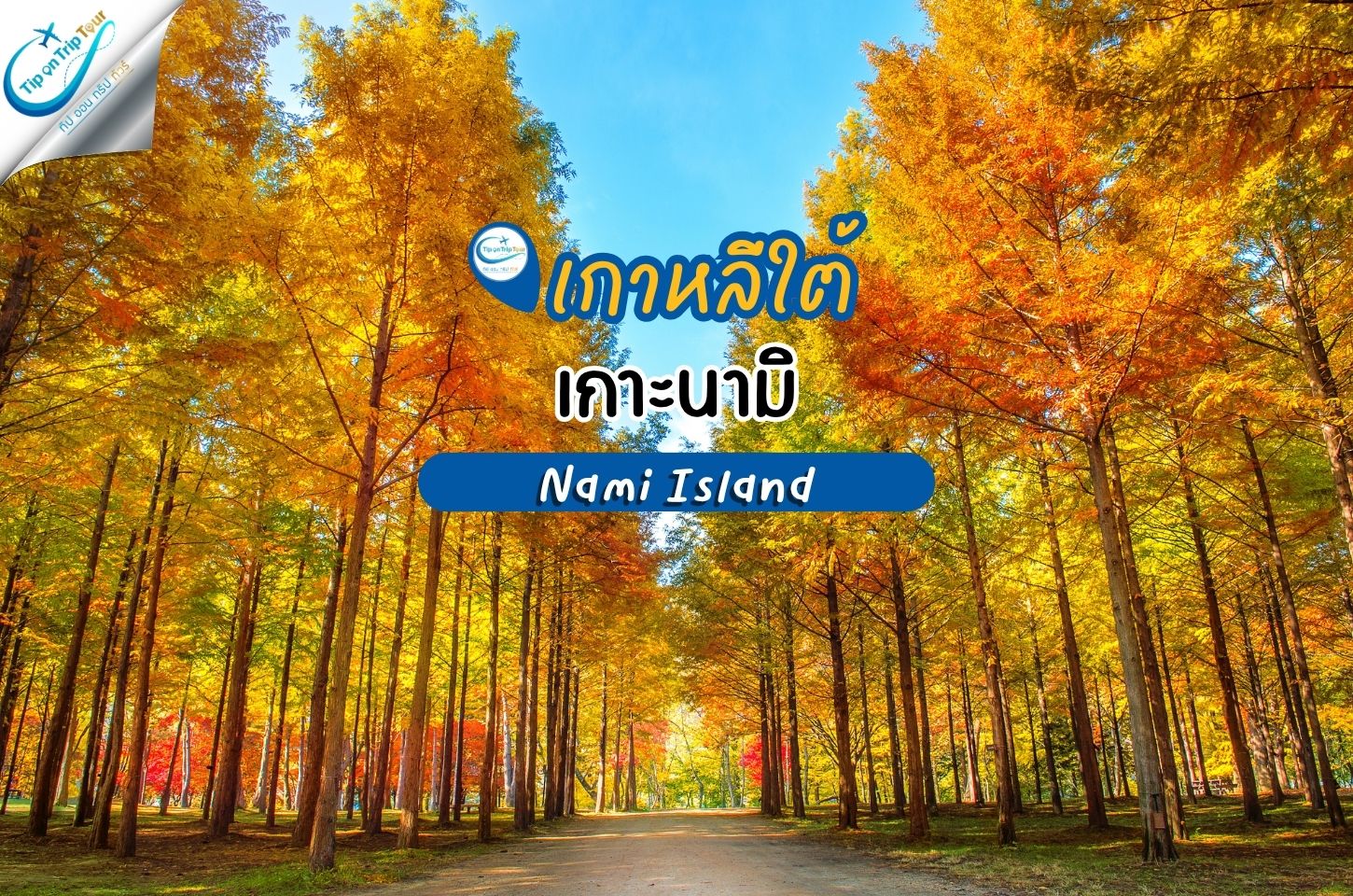 เกาะนามิ (Nami Island) เกาะเล็ก ๆ ที่ยิ่งใหญ่ด้วยเสน่ห์แห่งฤดูใบไม้เปลี่ยนสี