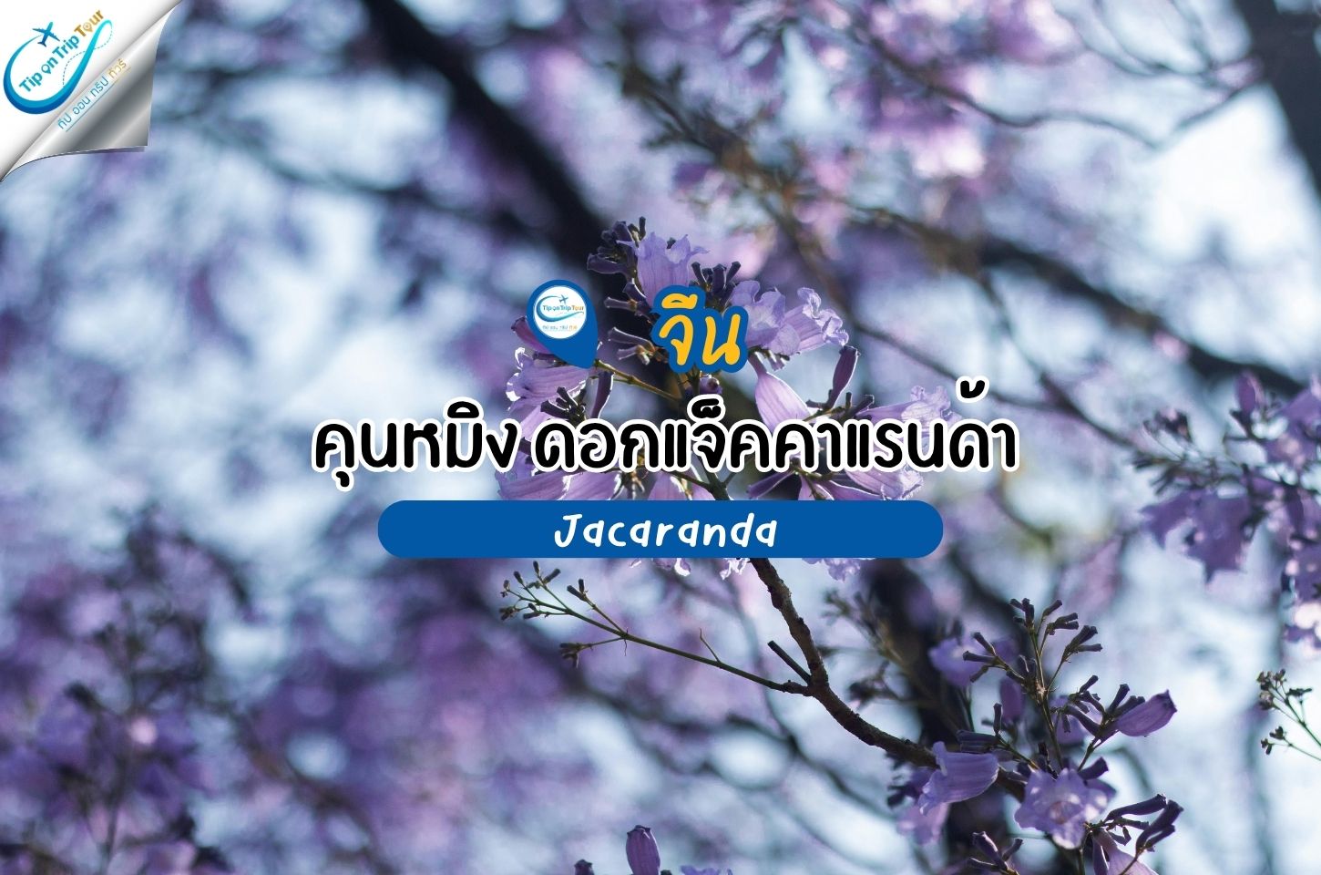 ดอก Jacaranda (แจ็คคาแรนด้า) ที่คุนหมิง มหัศจรรย์สีม่วงแห่งฤดูใบไม้ผลิ