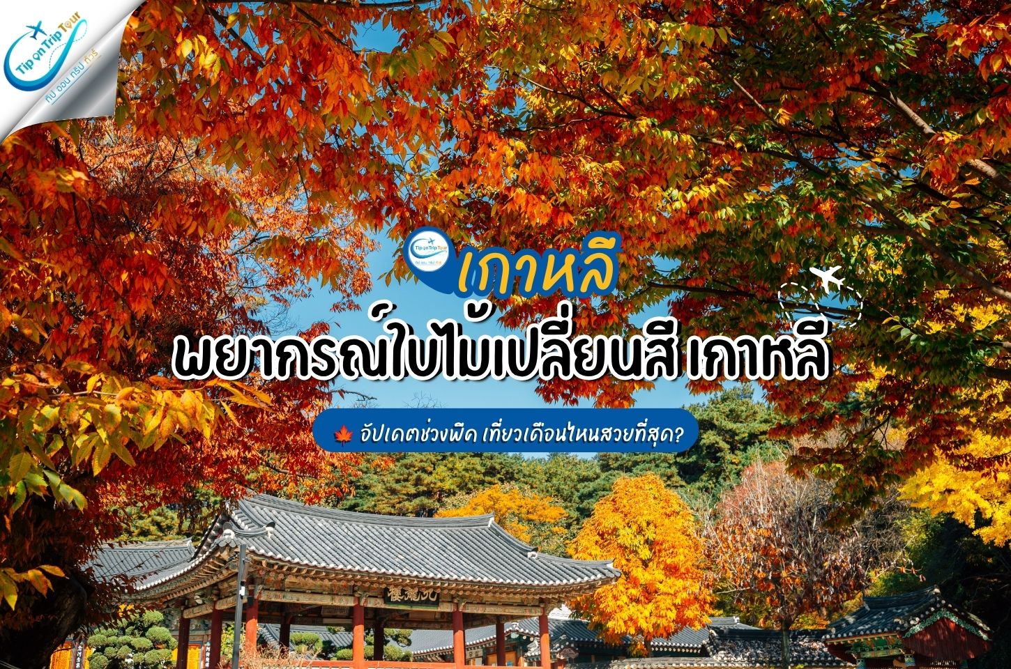 พยากรณ์ใบไม้เปลี่ยนสี เกาหลี 2026