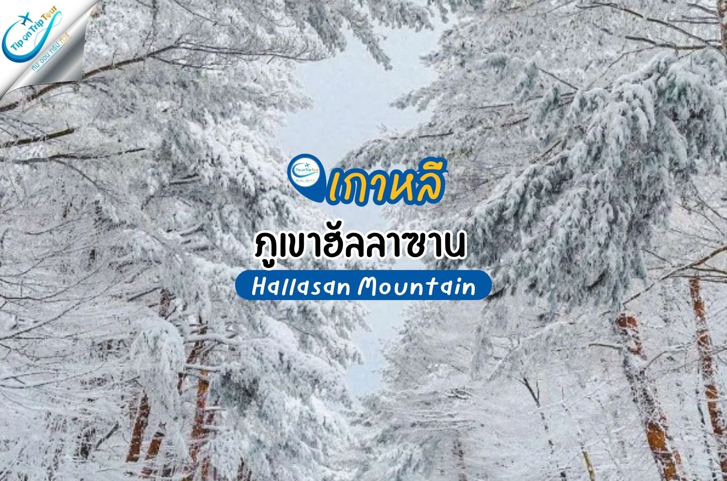 ภูเขาฮัลลาซาน (Hallasan Mountain / 한라산)