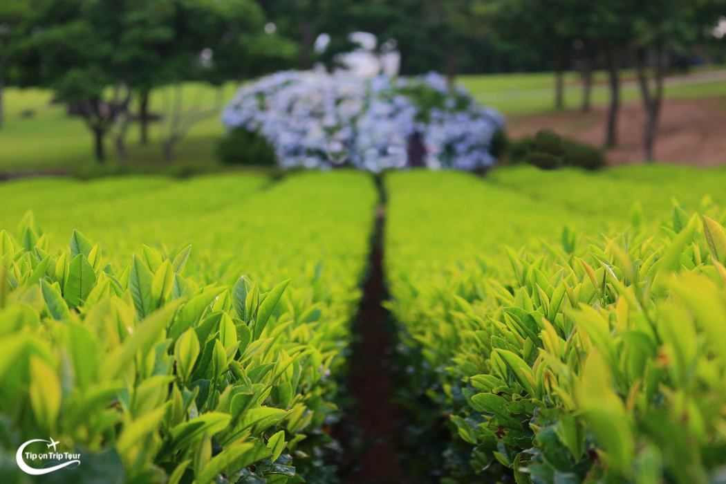O'Sulloc Tea Farm