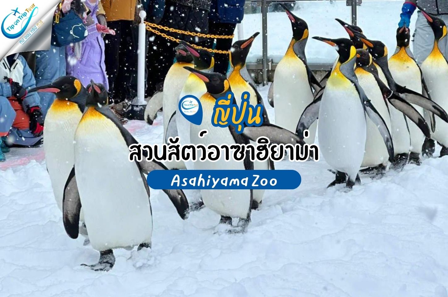 สวนสัตว์อาซาฮิยาม่า (Asahiyama Zoo) ฮอกไกโด