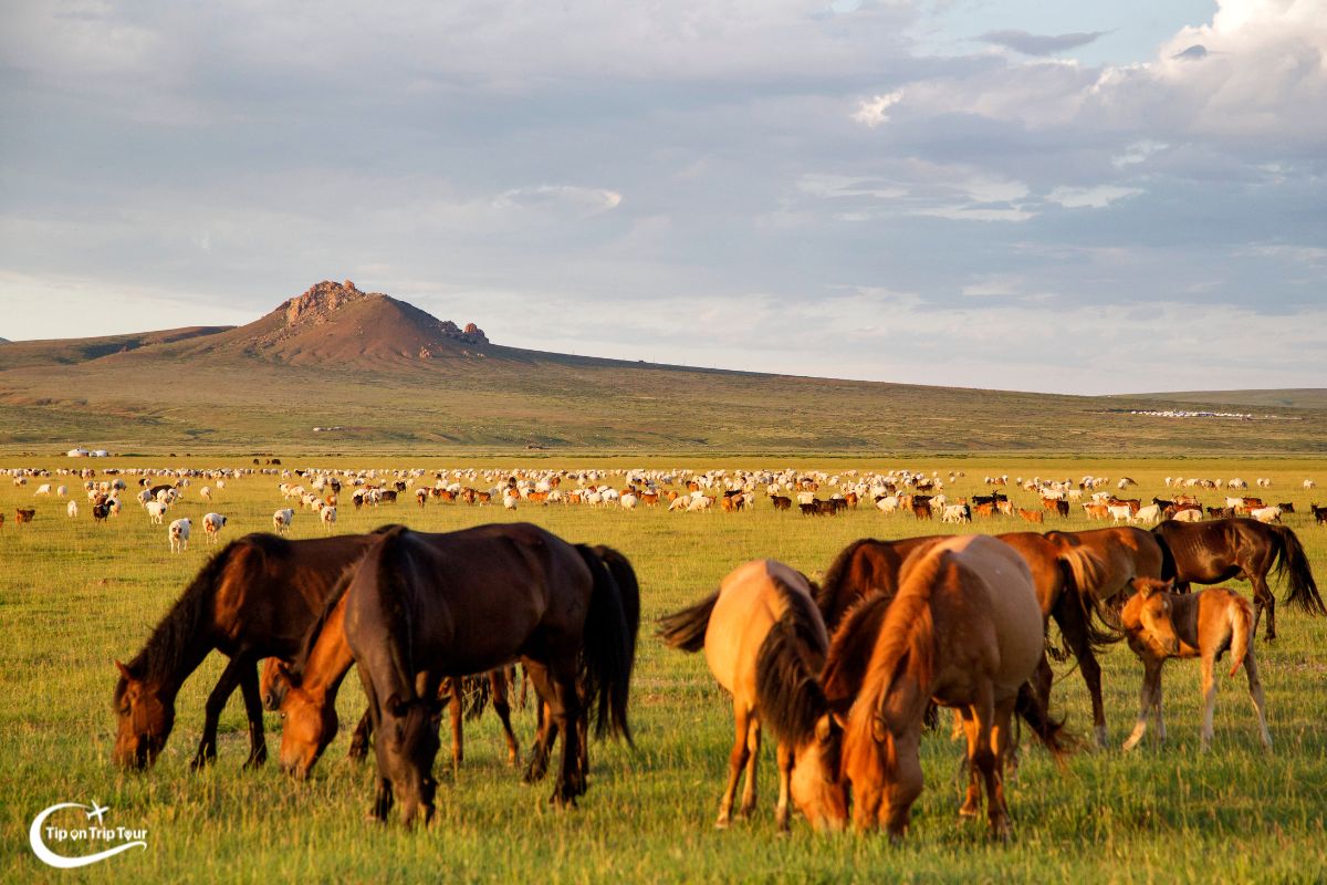 Ordos Grassland