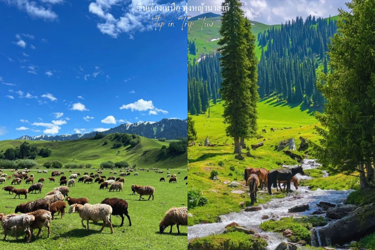 Narati Grassland