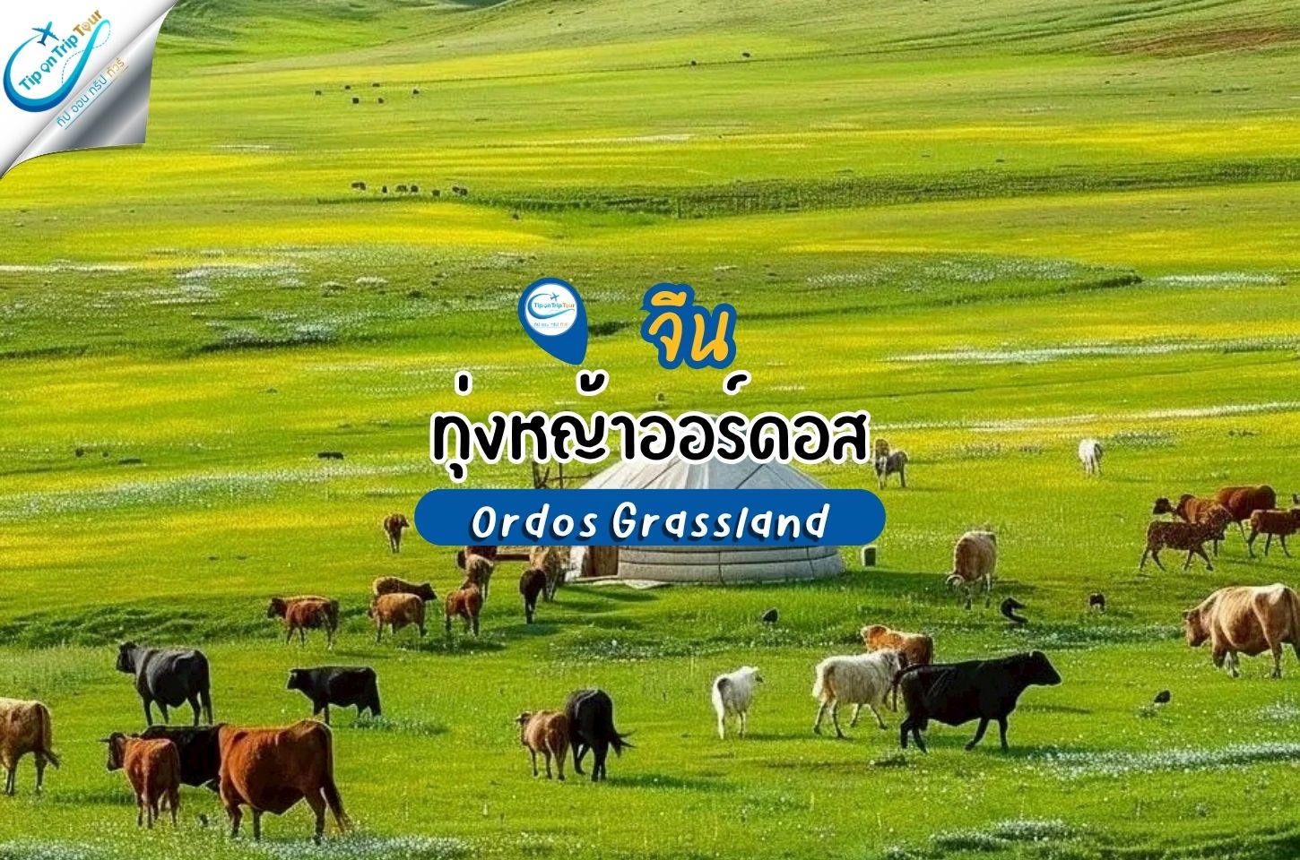 เปิดโลกทุ่งหญ้าออร์ดอส ธรรมชาติบริสุทธิ์แห่งมองโกเลียใน