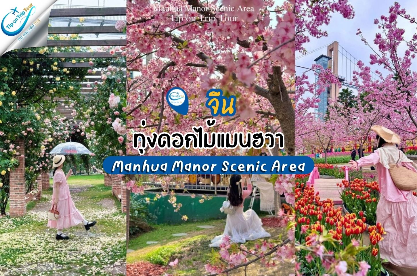 ทุ่งดอกไม้ Manhua Manor Scenic Area เฉิงตู ประเทศจีน