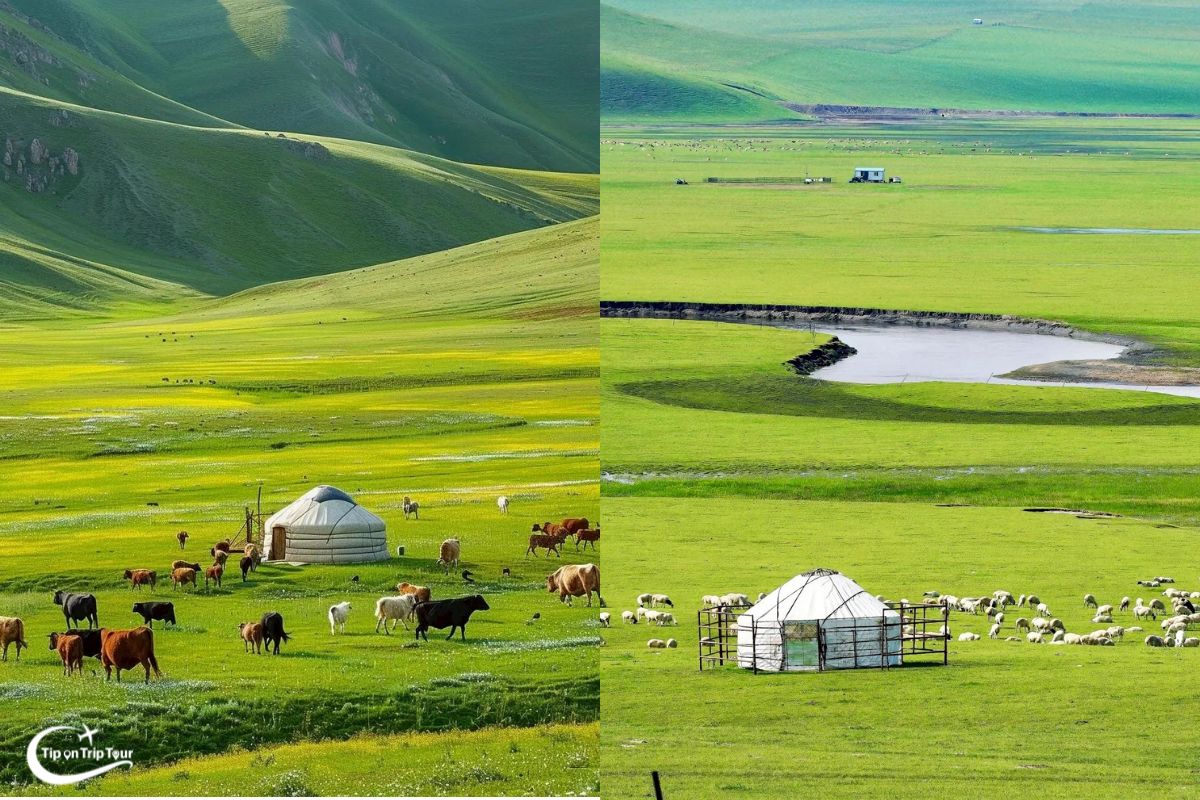 Ordos Grassland