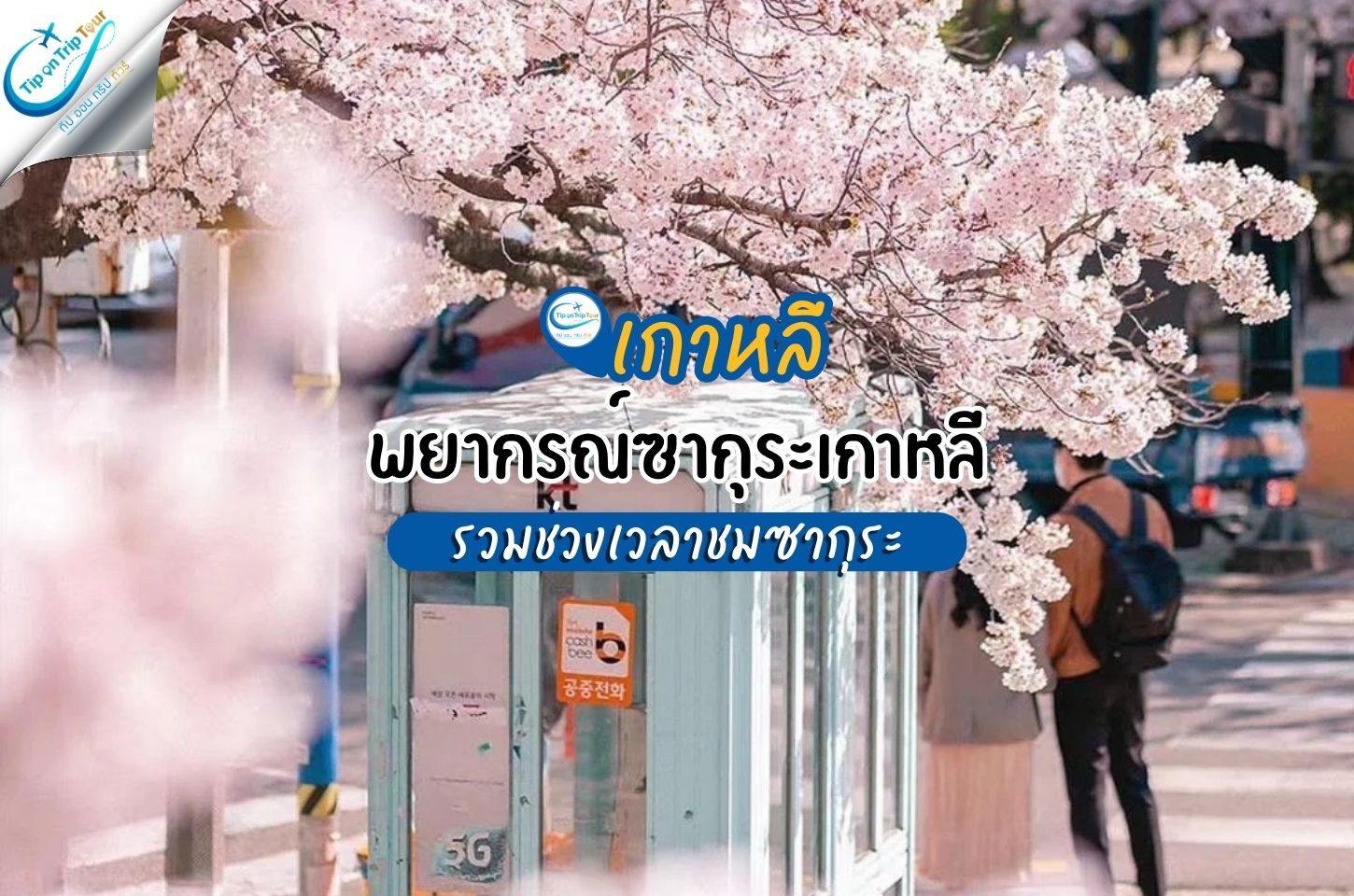 พยากรณ์ซากุระเกาหลี 2026