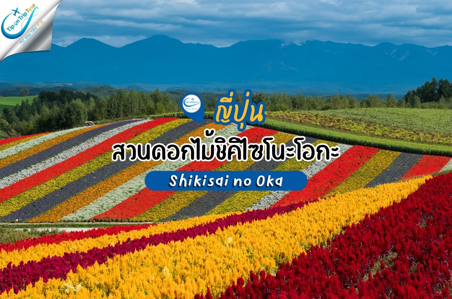 สวนดอกไม้ชิคิไซโนะโอกะ Shikisai no Oka - 四季彩の丘 ฮอกไกโด