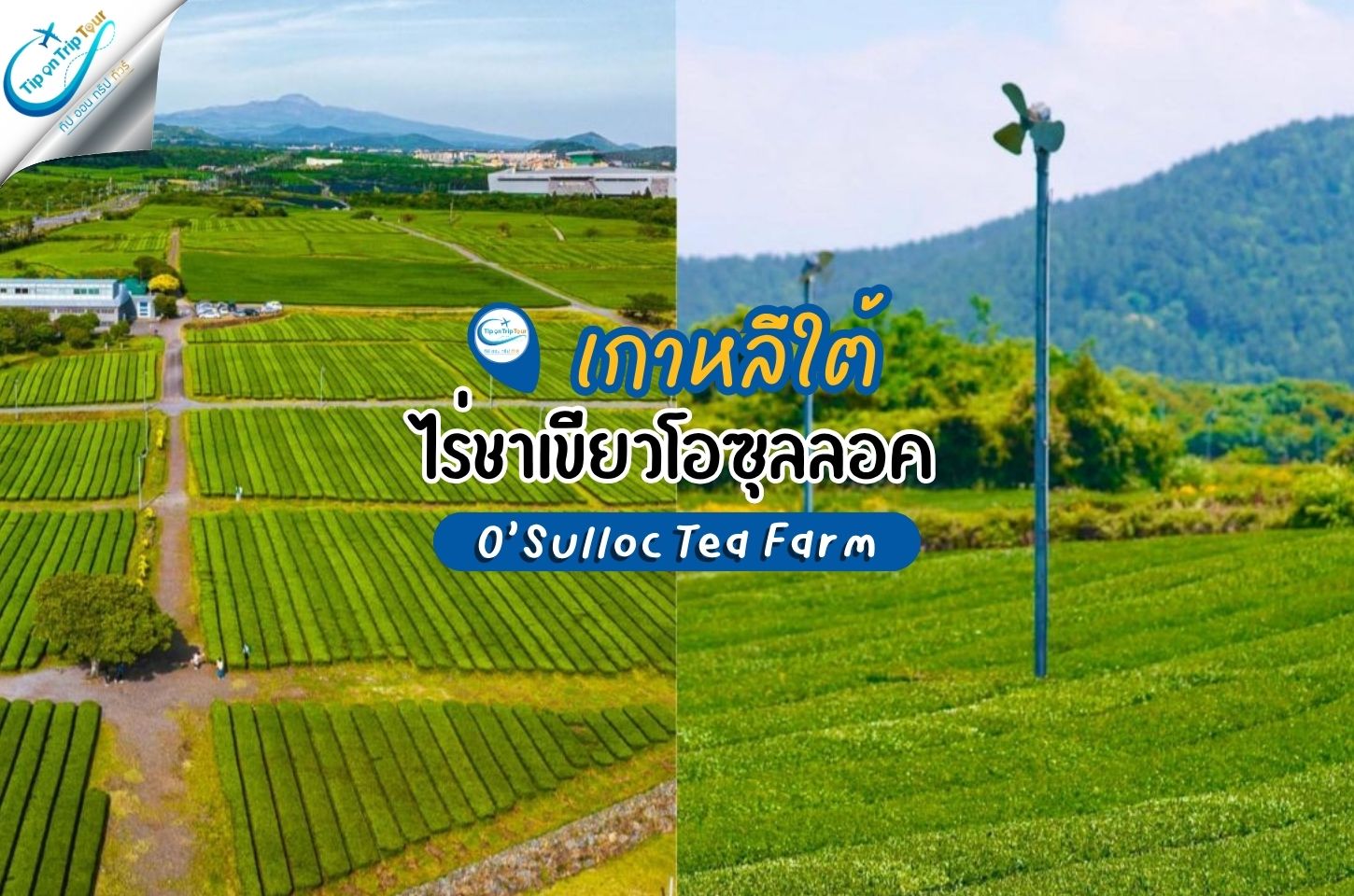 เกาะเชจู ไร่ชาเขียวโอซุลลอค O'Sulloc Tea Farm