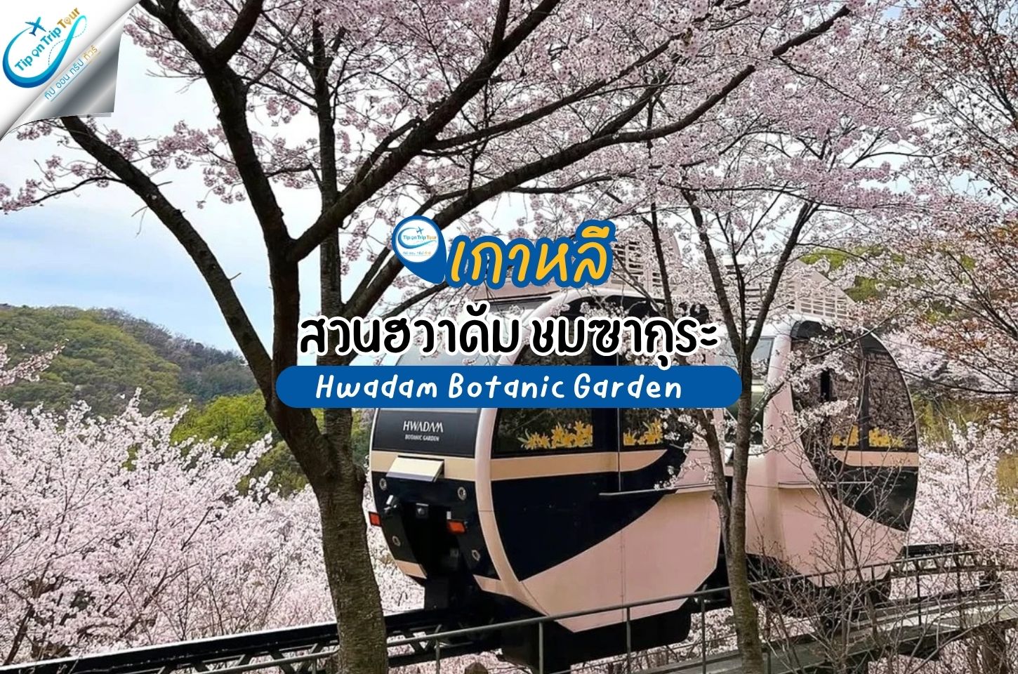 เที่ยวสวนฮวาดัมช่วงซากุระ นั่งโมโนเรลชมดอกไม้ รับฤดูใบไม้ผลิใกล้โซล