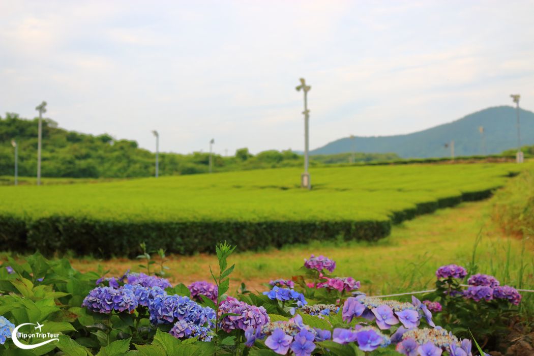 O'Sulloc Tea Farm