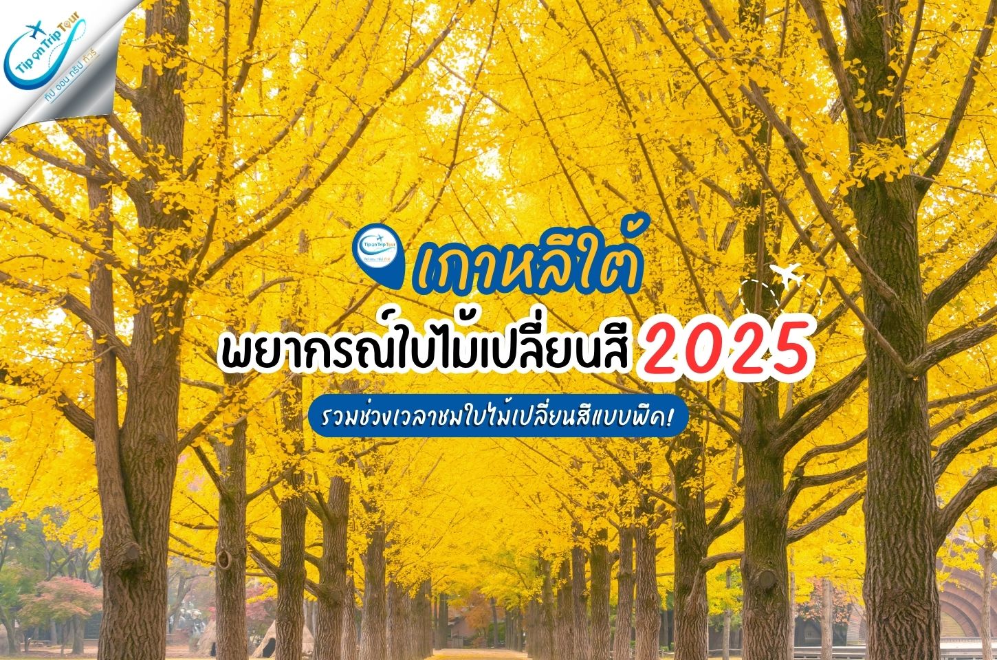 พยากรณ์ใบไม้เปลี่ยนสีเกาหลี 2025