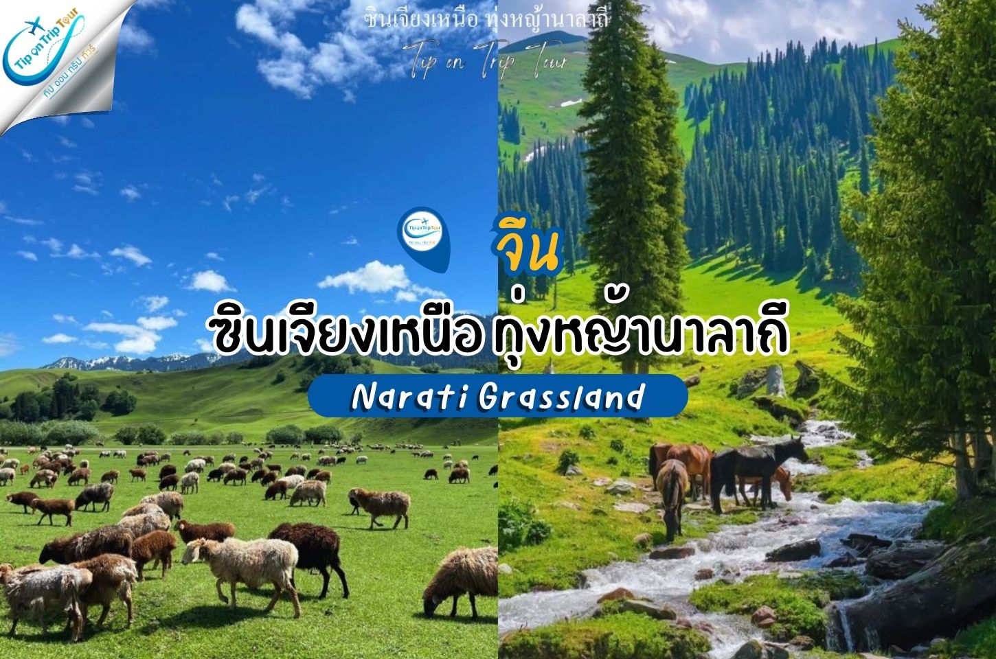 ซินเจียงเหนือ ทุ่งหญ้านาลาถี ทุ่งหญ้าที่สวยที่สุดแห่งหนึ่งของเอเชีย