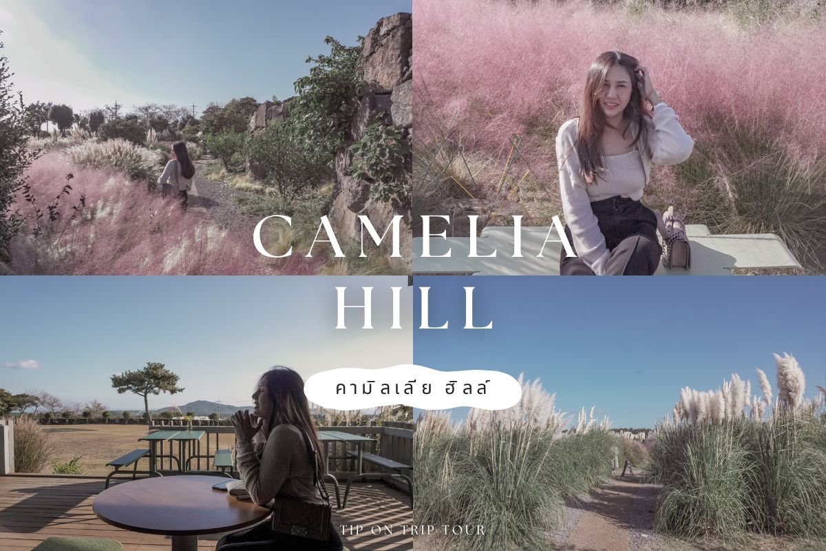 Camelia Hill สวนดอกไม้
