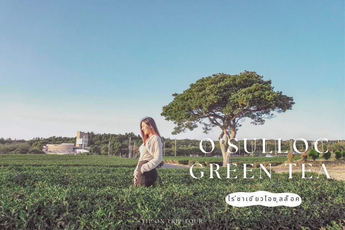 พิพิธภัณฑ์ชาโอซุลล็อค O’Sulloc Green Tea