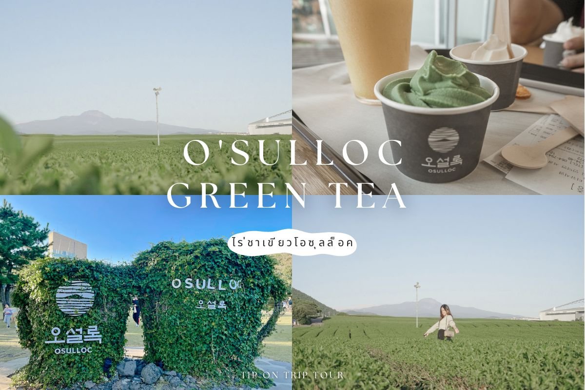 พิพิธภัณฑ์ชาโอซุลล็อค O’Sulloc Green Tea